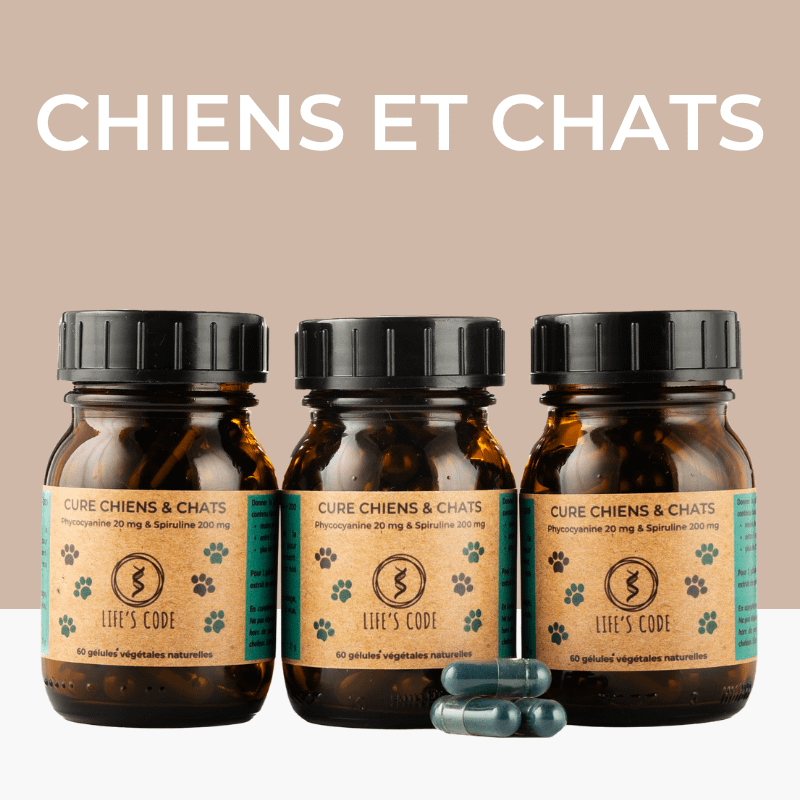 DOGS AND CATS 60 GELX3